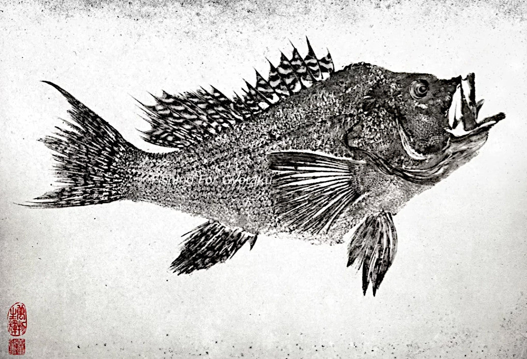 Black Sea Bass Gyotaku Artwork Print by Dwight Hwang