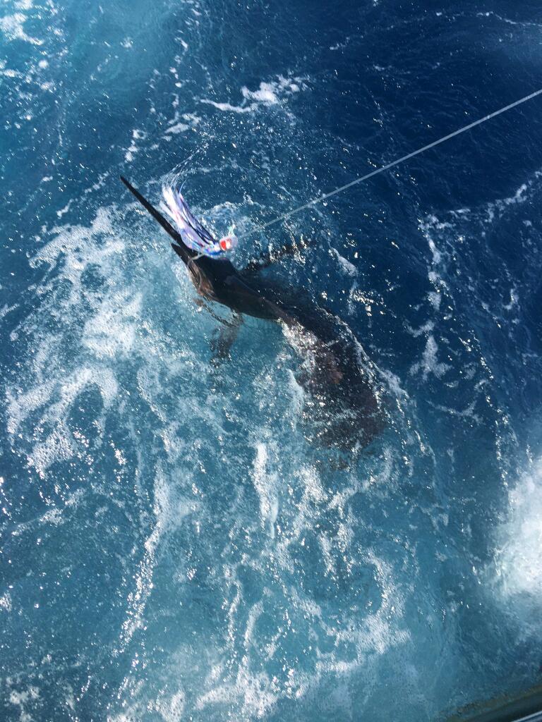 Gray Sailfish Caught on Epic Trolling Lure