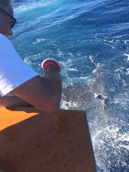 Gray Leadering Sailfish Caught with Epic Slant Trolling Lure