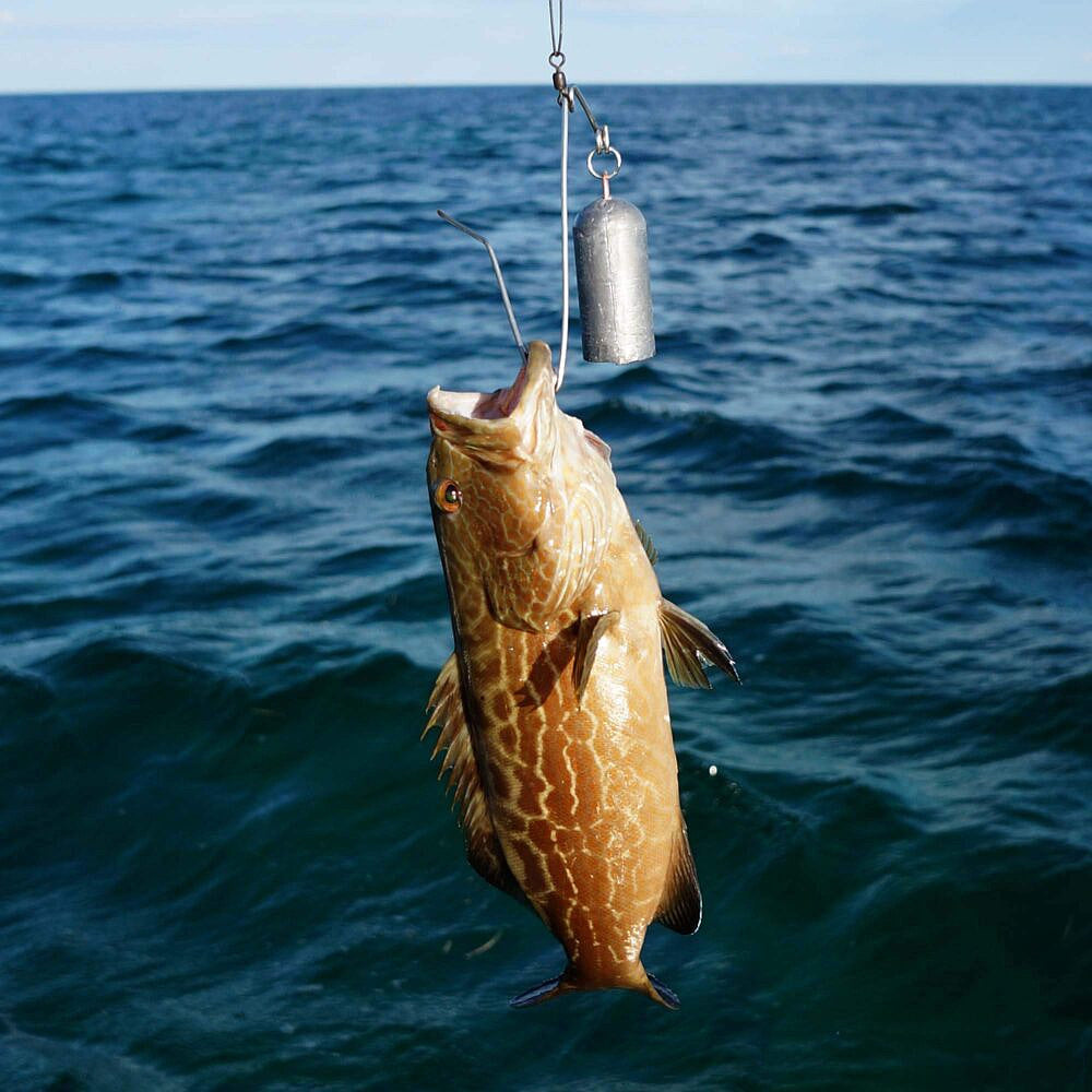 SeaYaLater Fish Release